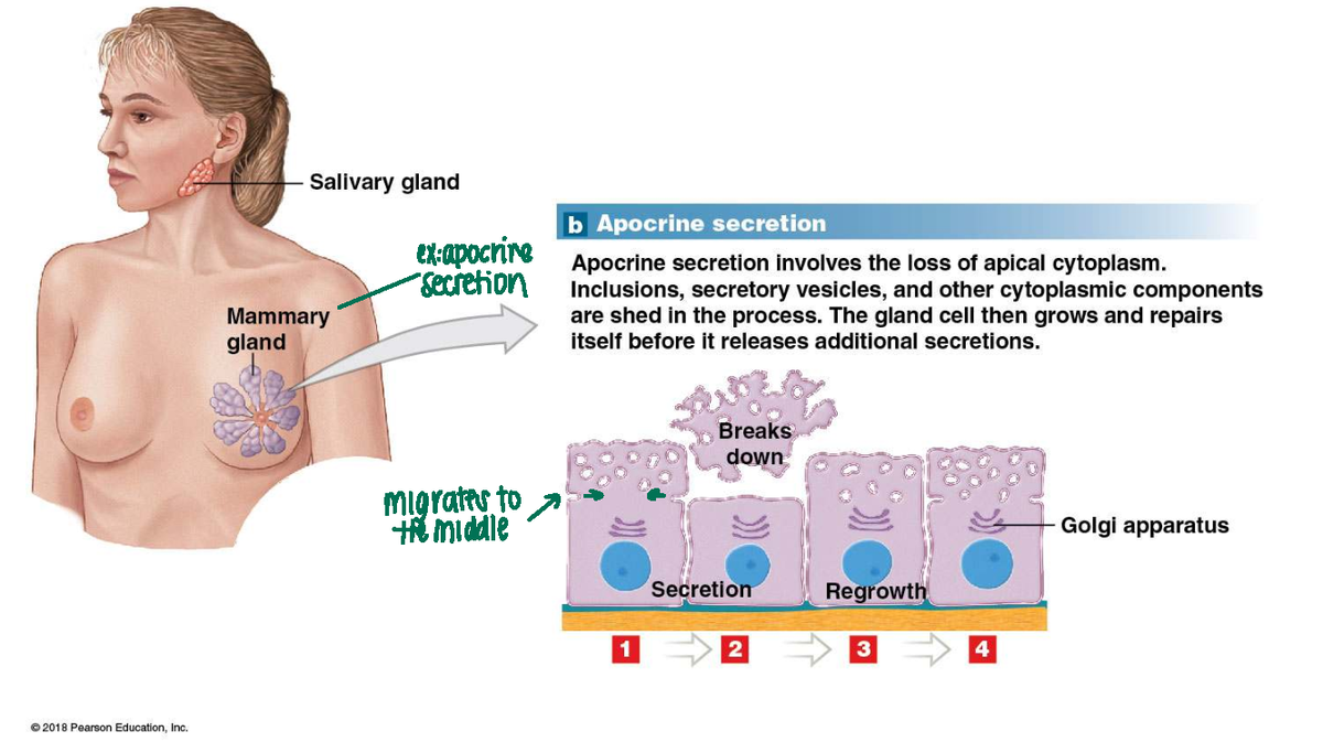 Human Tissue Types: Structure & Functions - A Comprehensive Overview ...