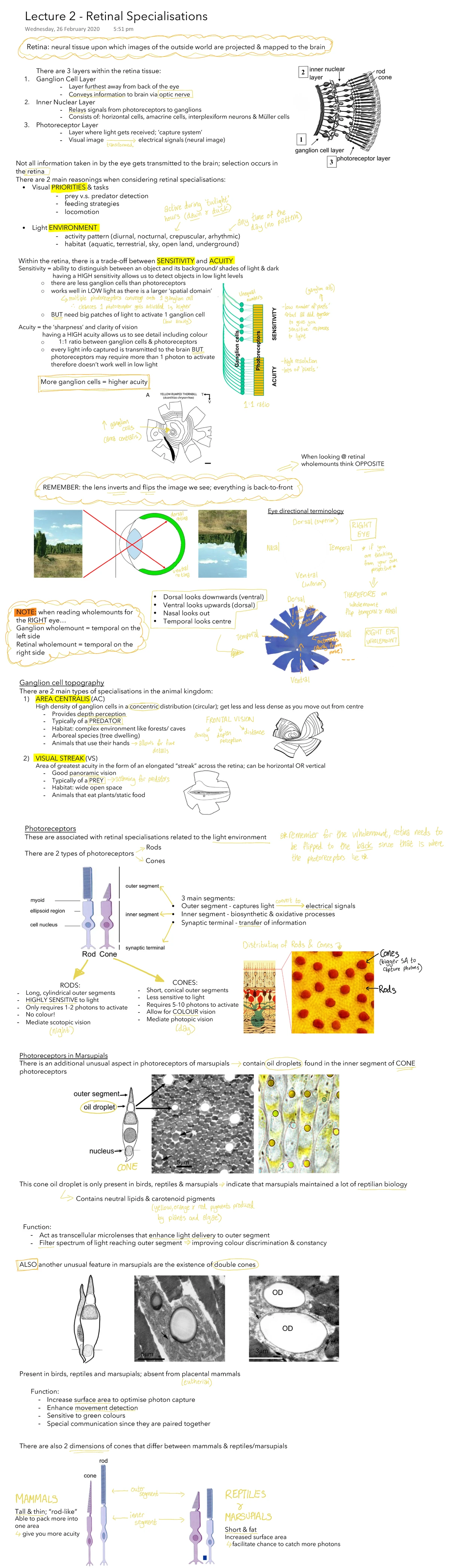 Invertebrate Vision: Fiddler Crab Visual Field Analysis (BIOL 101 ...