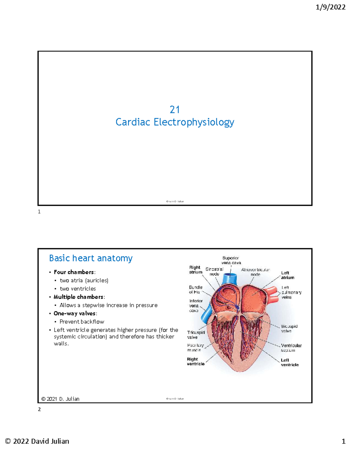 Cardiac Electrophysiology: Overview of Action Potentials & Rhythms ...