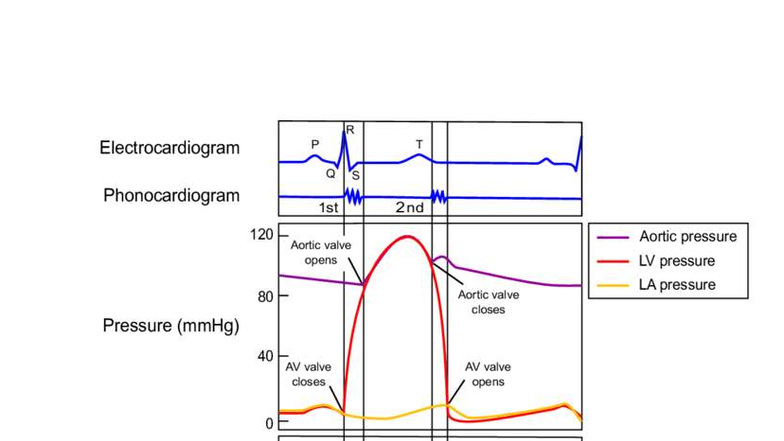 Cardiac Cycle Diagram: Understanding Phases & Pressures - Studocu