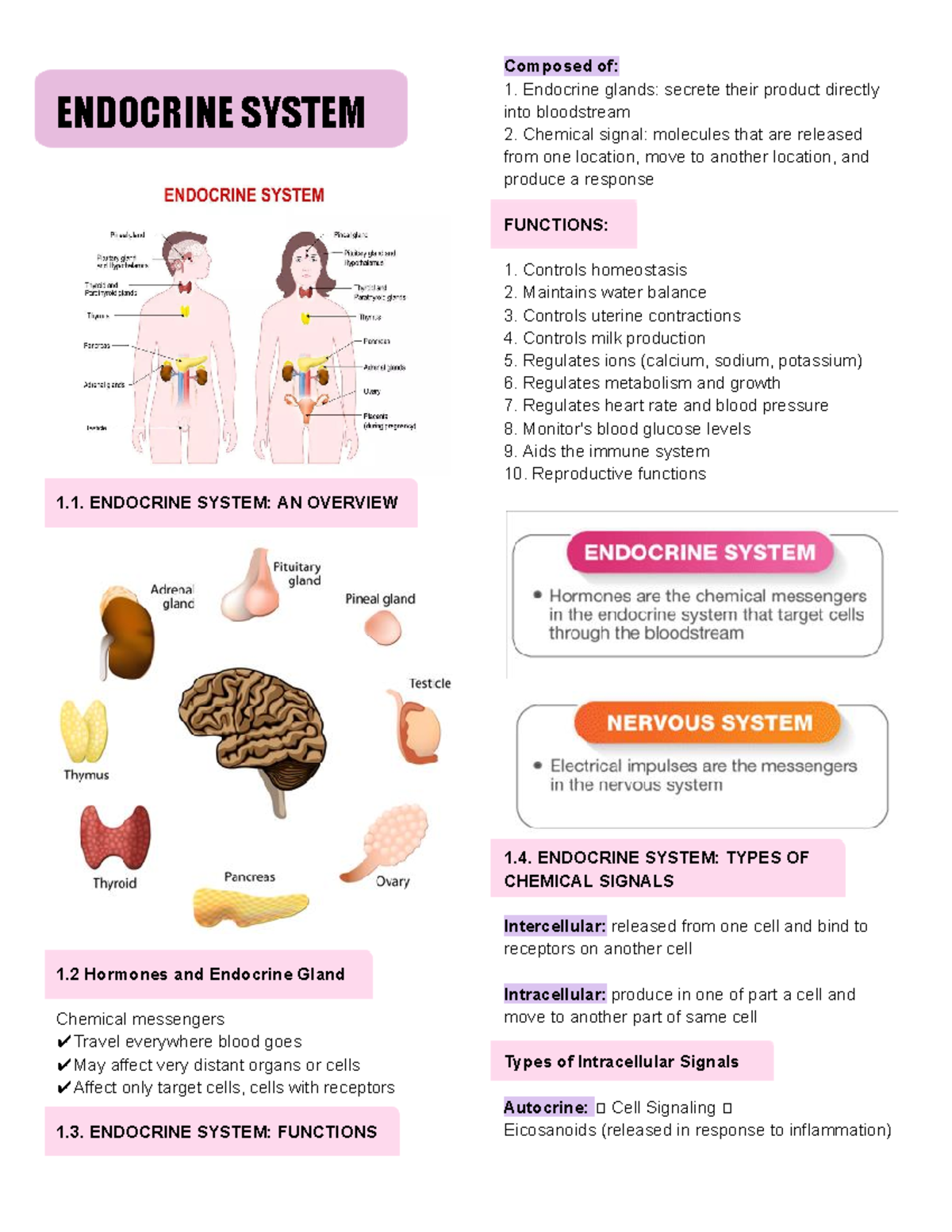 Endocrine Glands Types And Functions