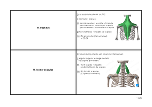 [Solved] Wat is een anteflexie retroversie anteversie en depressie ...