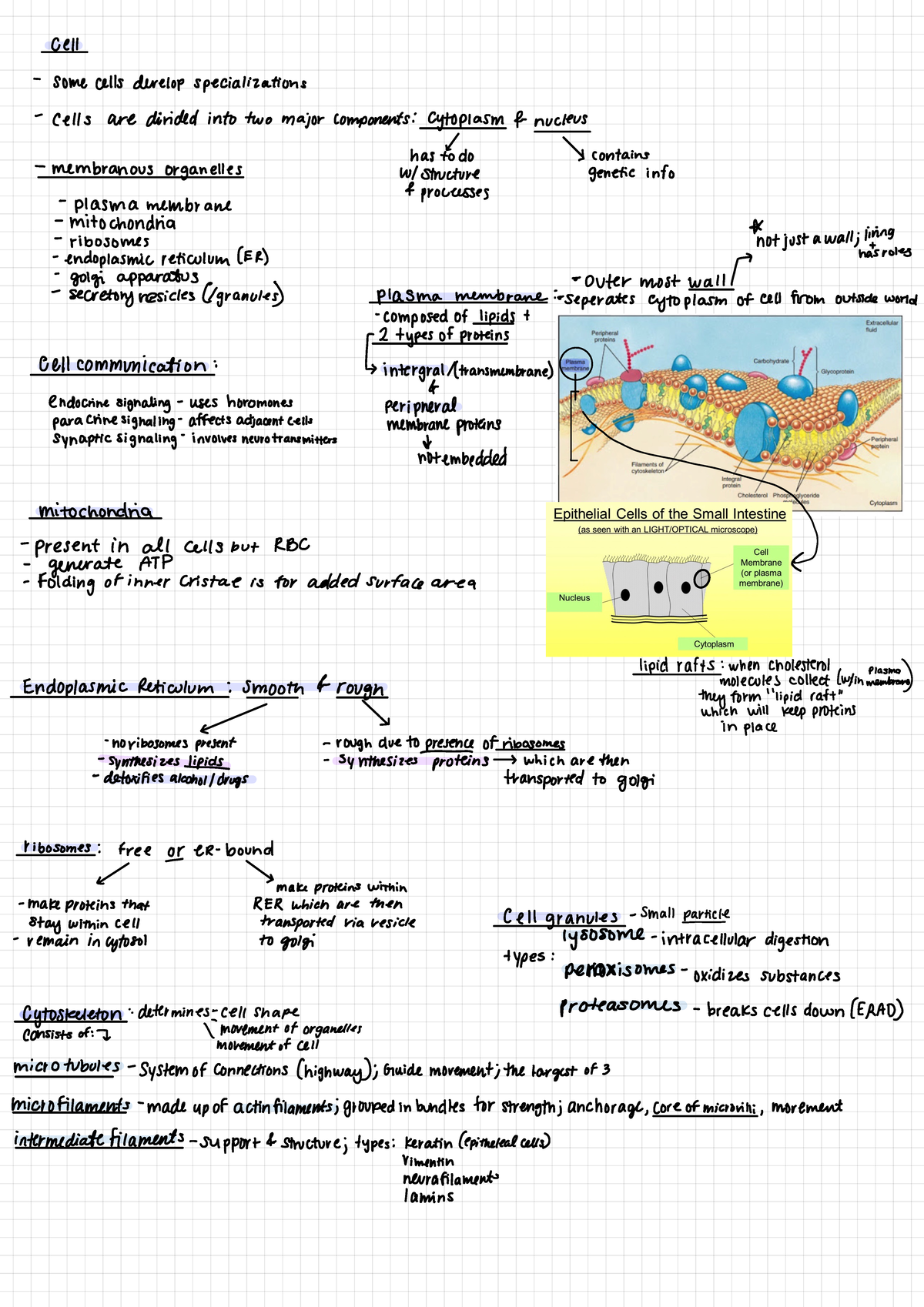 Exam 1 - Human Anatomy Study Notes: Cell Structure & Function - Studocu