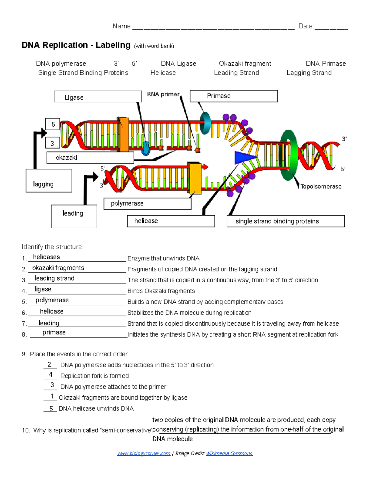 Kami Export - Alex Walton - dna replication pdf - Name