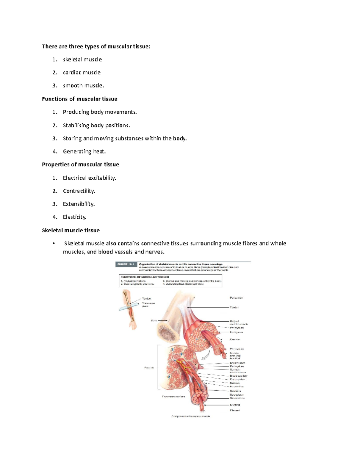 Muscular- Notes - There are three types of muscular tissue: 1. skeletal ...