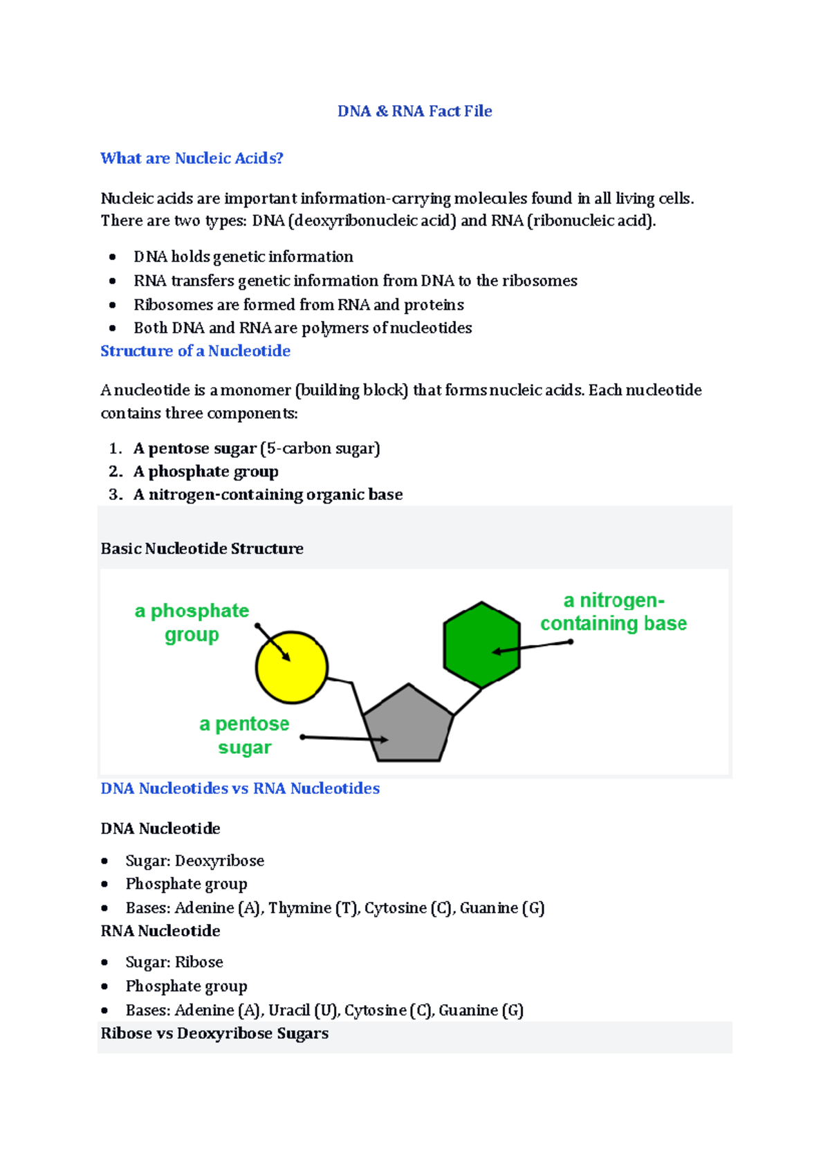 DNA & RNA Fact File - Edexcel A Biology Overview - Studocu