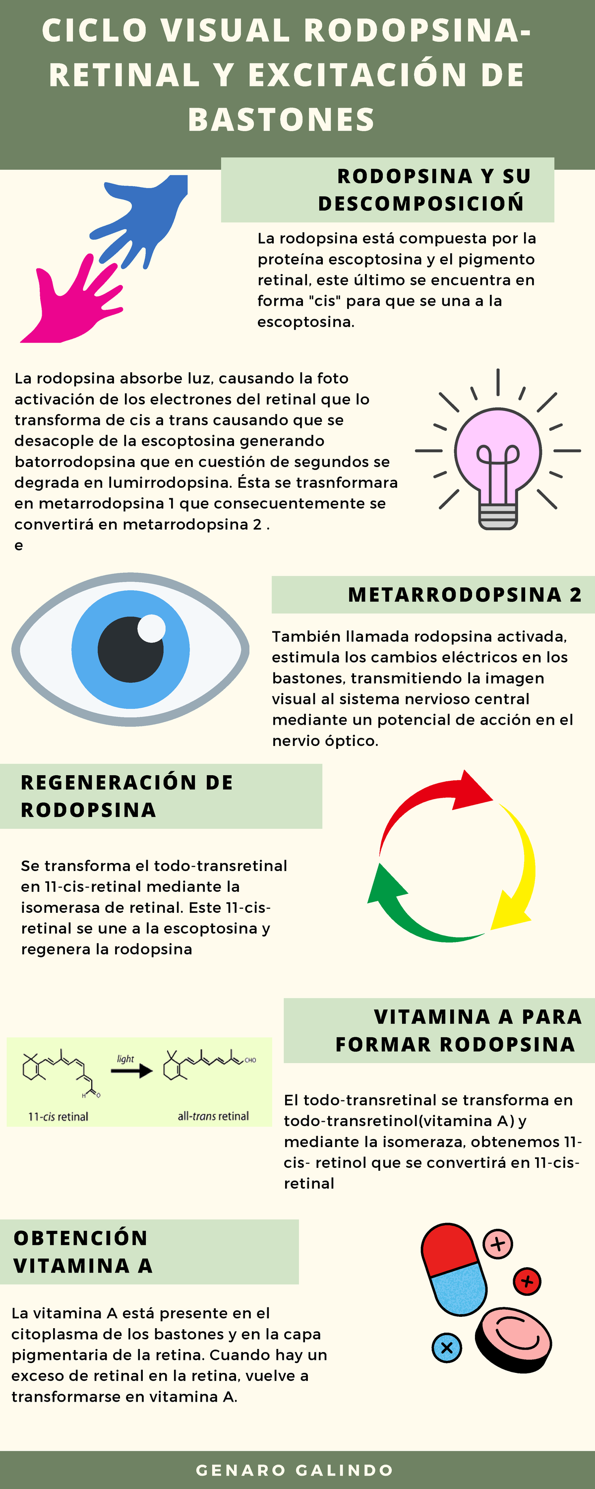 Ciclo Visual de Rodopsina y Excitación de Bastones: Metarrodopsina 2 ...