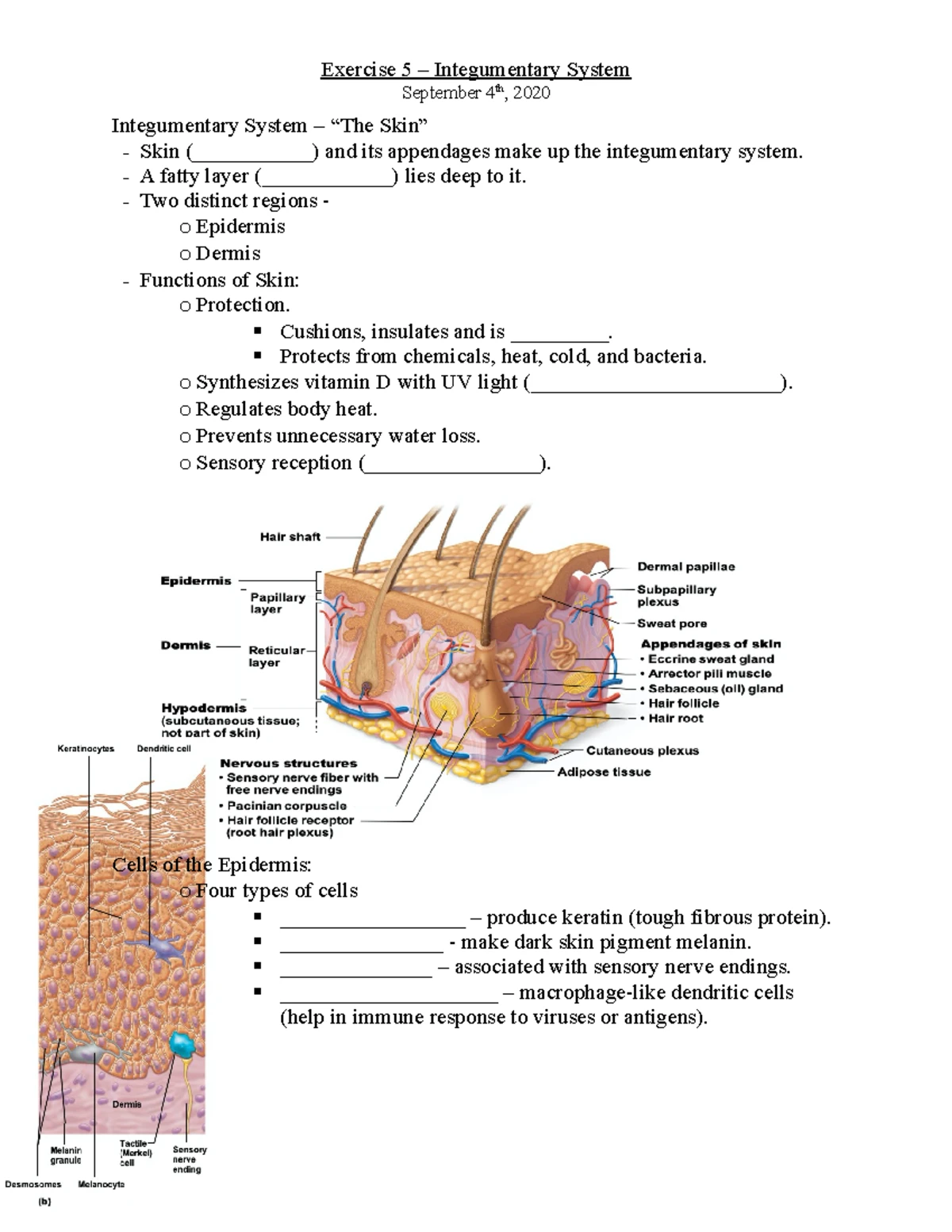 Lesson 5: Integumentary System Overview and Functions - Studocu