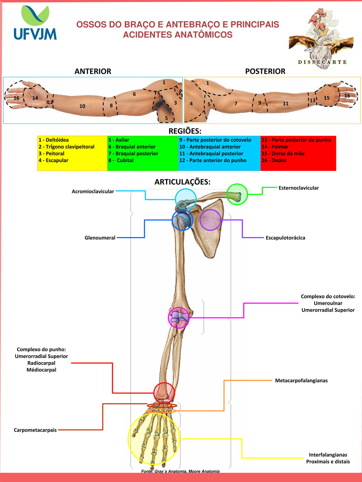 Anatomia dos Ossos do Braço e Antebraço: Acidentes Principais - Studocu