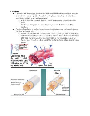 Lecture 15 Ruminant digestion - Ruminant Digestion Cud chewing animals ...