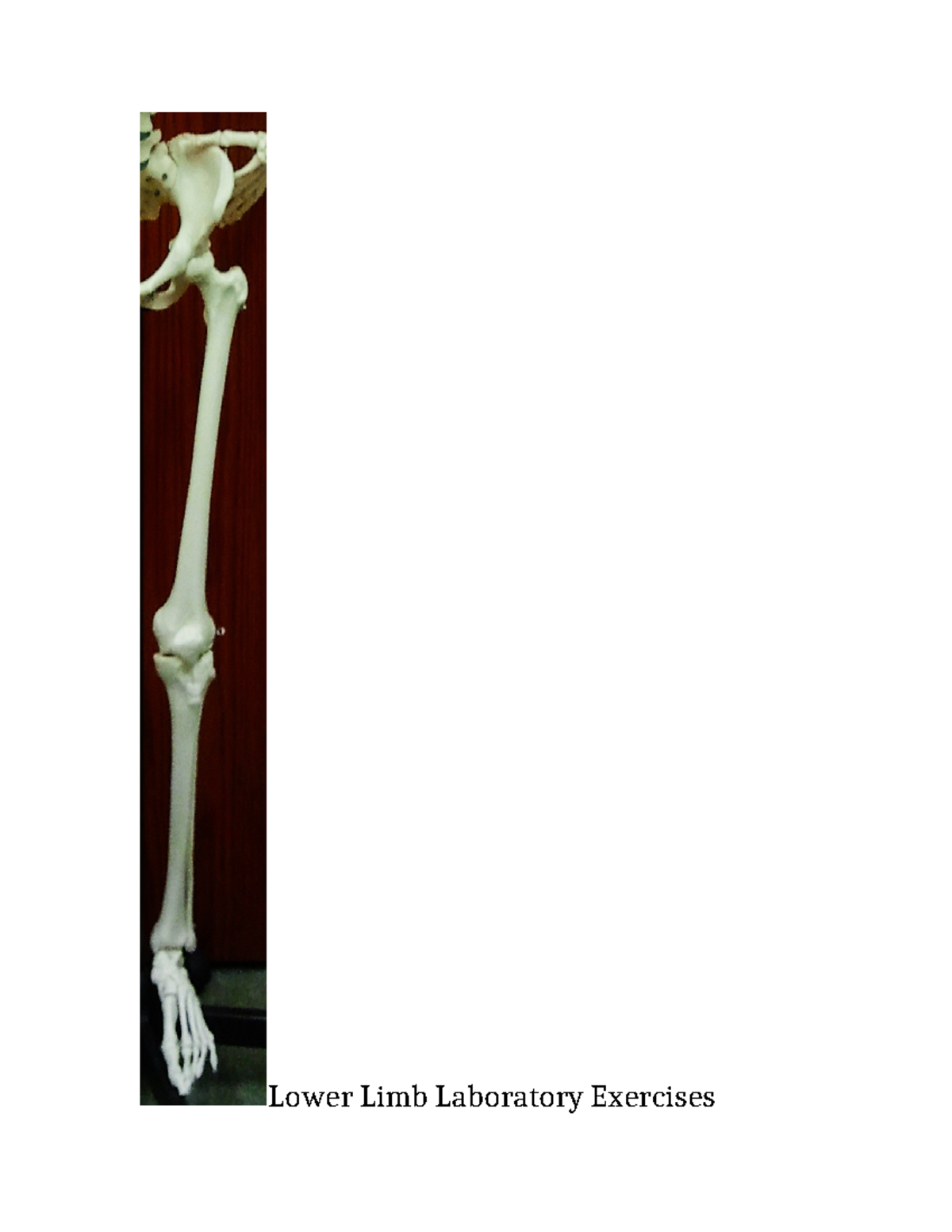 Lower Limb Lab Exercises (Unit 1): Bones & Features Analysis - Studocu