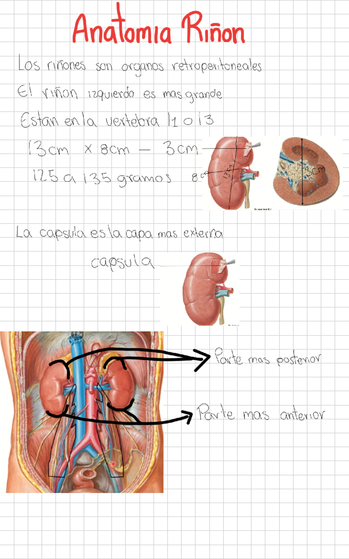 Riñon 1739067423920 - Anatomia Rinon Los rinones son organos ...
