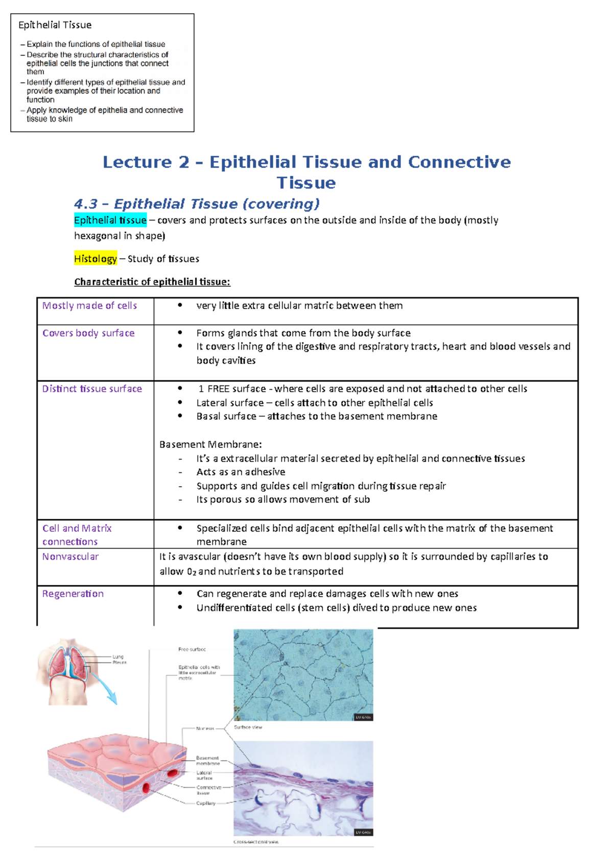 L2 - Lecture 2: Epithelial and Connective Tissue Overview - Studocu