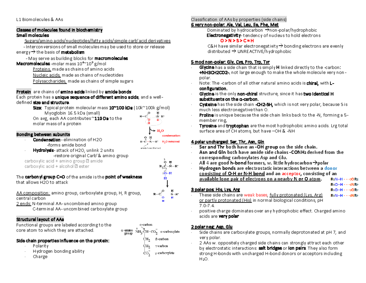 Exam Review - Summary Introduction to Biochemistry - L1 Biomolecules ...