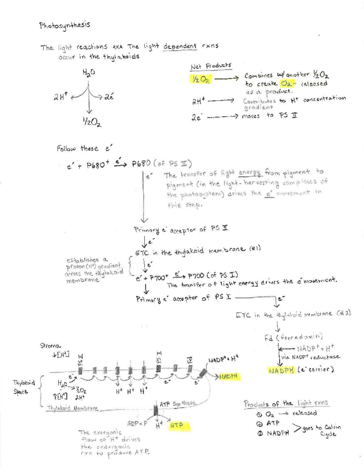 Photosynthesis Notes - gtg - Photosynthesis The light reactions AKA The ...