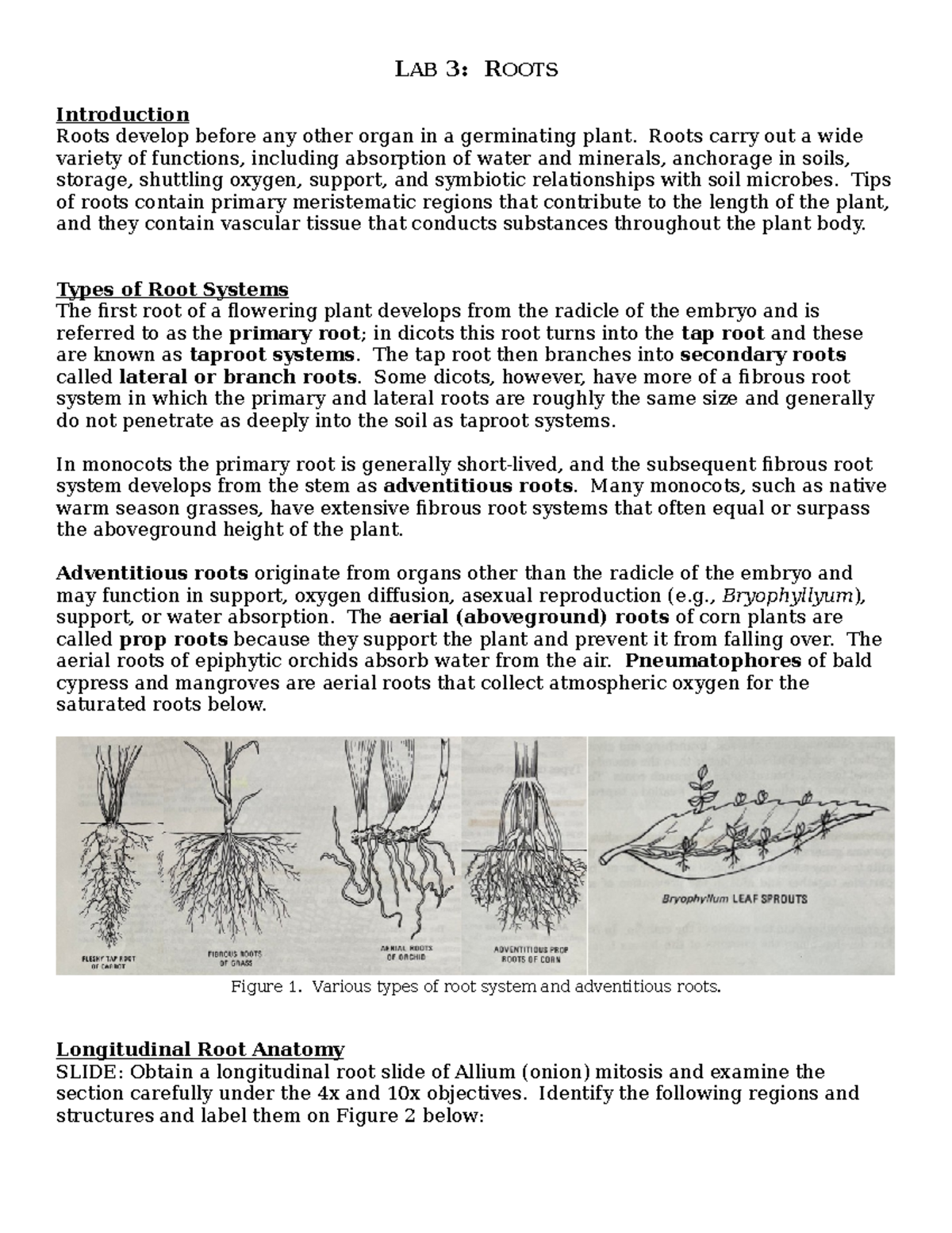 Lab 3: Exploring Root Anatomy and Functions in Monocots & Dicots - Studocu