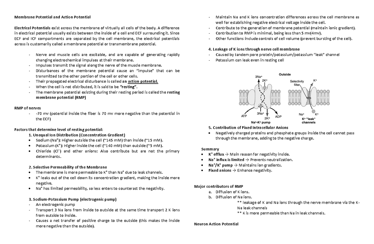 Lecture 4 - Membrane Potential and Action Potential - Membrane ...