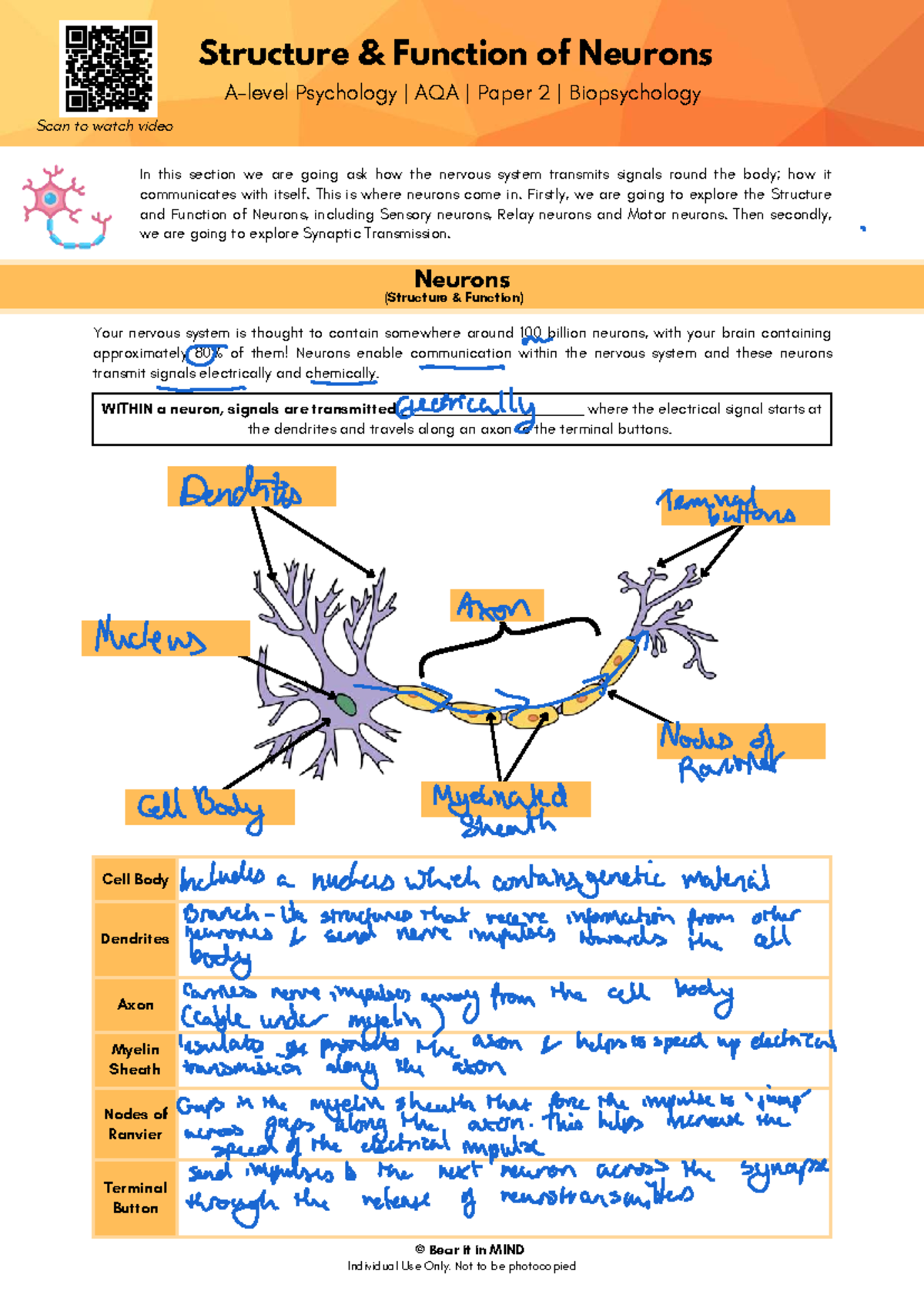 Structure and Function of Neurons - Psychology AQA Paper 2 ...