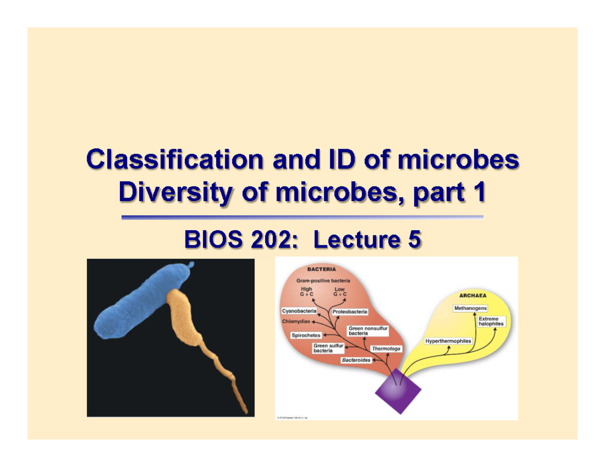 BIOS 202: Lecture 5 - Classification & ID of Microbes - Studocu