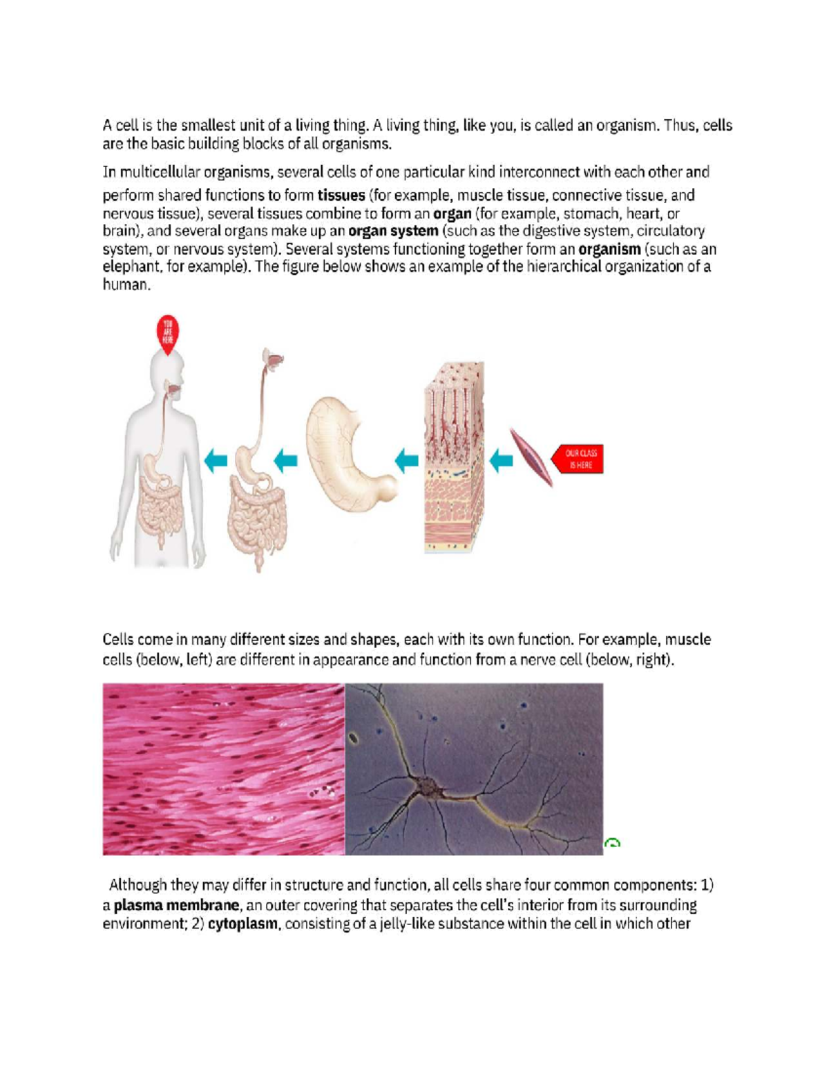 Introduction to Cells: The Basic Unit of Life - Studocu