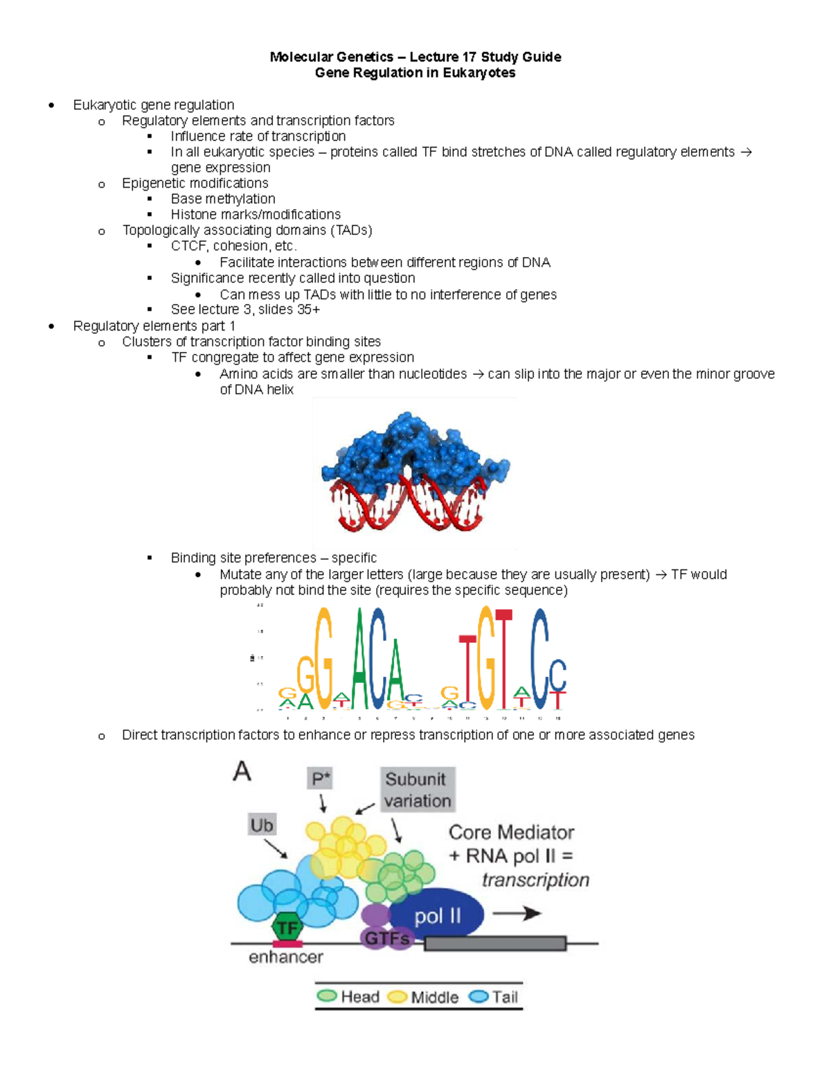 Molecular Genetics Lecture 17 Study Guide: Eukaryotic Gene Regulation ...