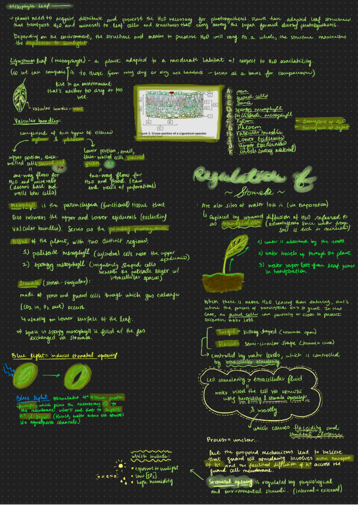 Lab 6 - Investigating Leaf Structure and Photosynthesis Mechanisms ...