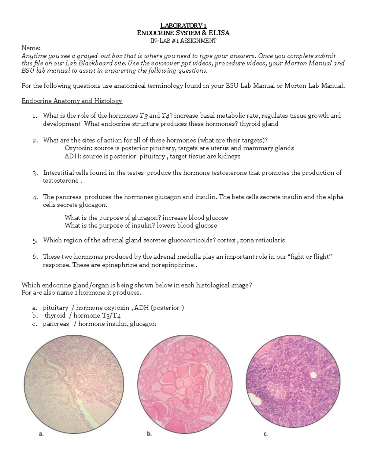 Lab 1 Endocrine - lab - LABORATORY 1 ENDOCRINE SYSTEM & ELISA IN-LAB #1 ...