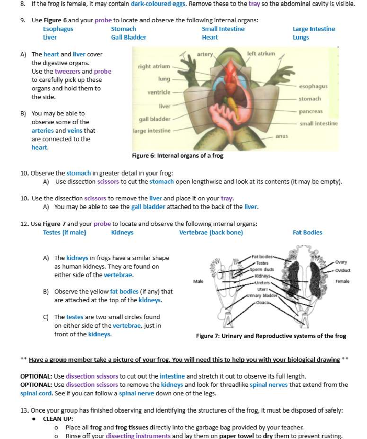 Midterm Study Guide for Course XYZ: Frog Dissection Techniques - Studocu