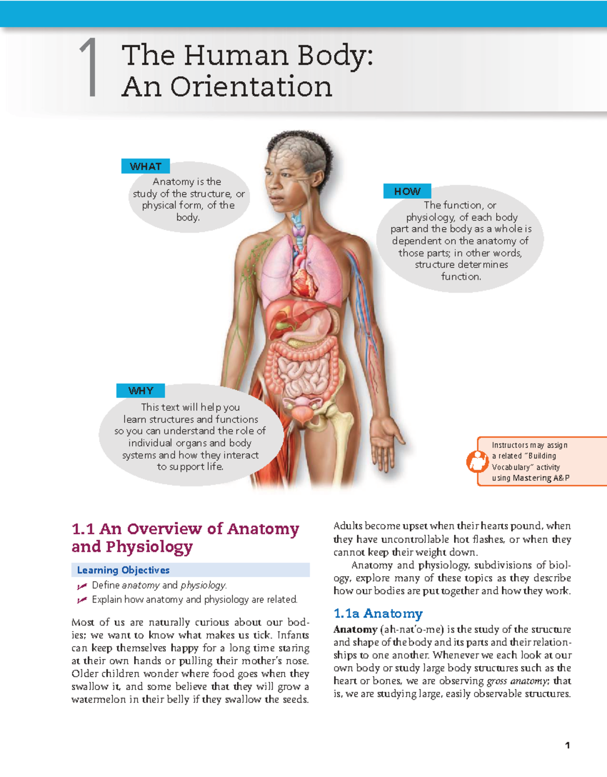 Essentials of Human Anatomy and Physiology: An Overview Study Guide ...