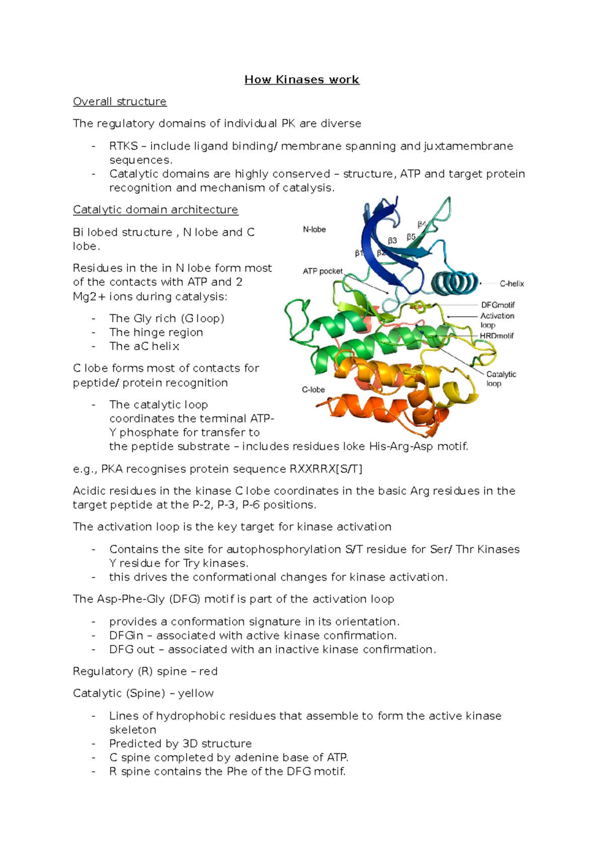 Mechanisms of Kinase Activation and Catalysis: A Detailed Overview ...