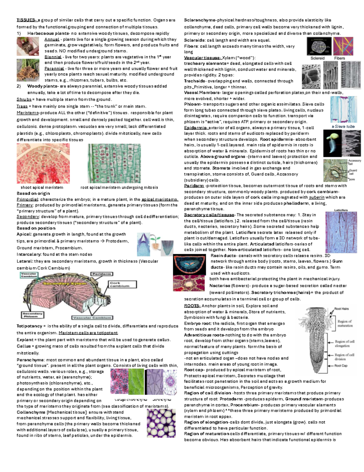 BI266 Cheat Sheet: Plant Tissues and Meristems Overview - Studocu