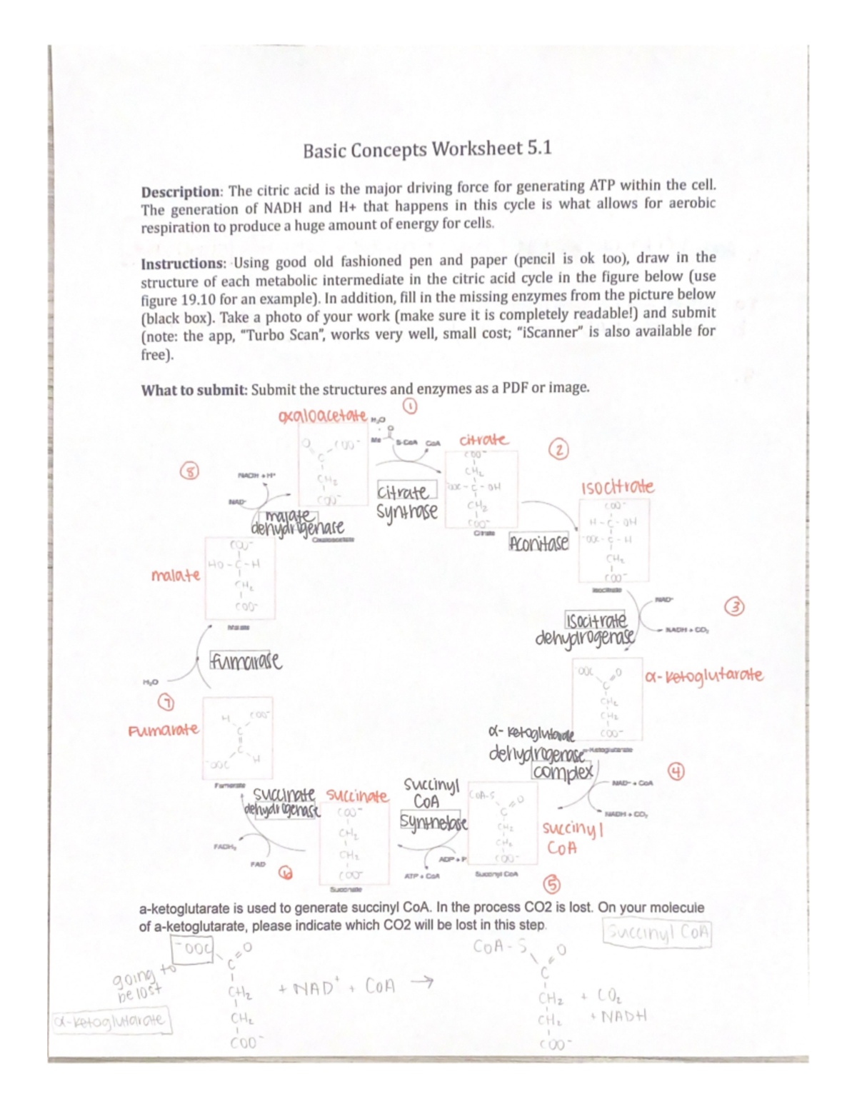 Basic Concepts Worksheet 5.1: Key Principles and Methods - Studocu