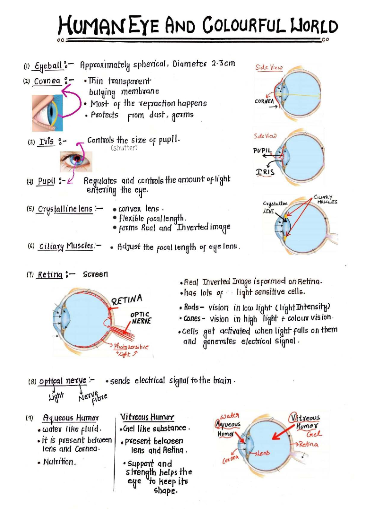 HUMAN EYE AND COLOURFUL WORLD: Handwritten Notes for 00 00 - Studocu