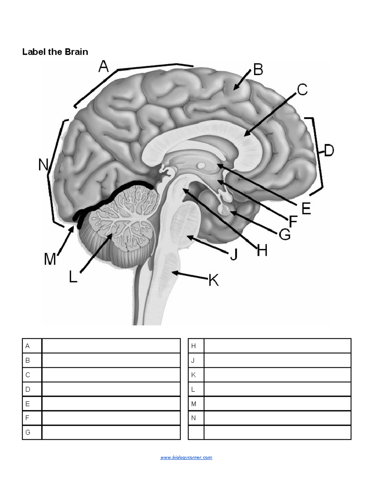 Brain Labeling - Label the Brain A B C D N E F G J H M L K A H B J c K ...