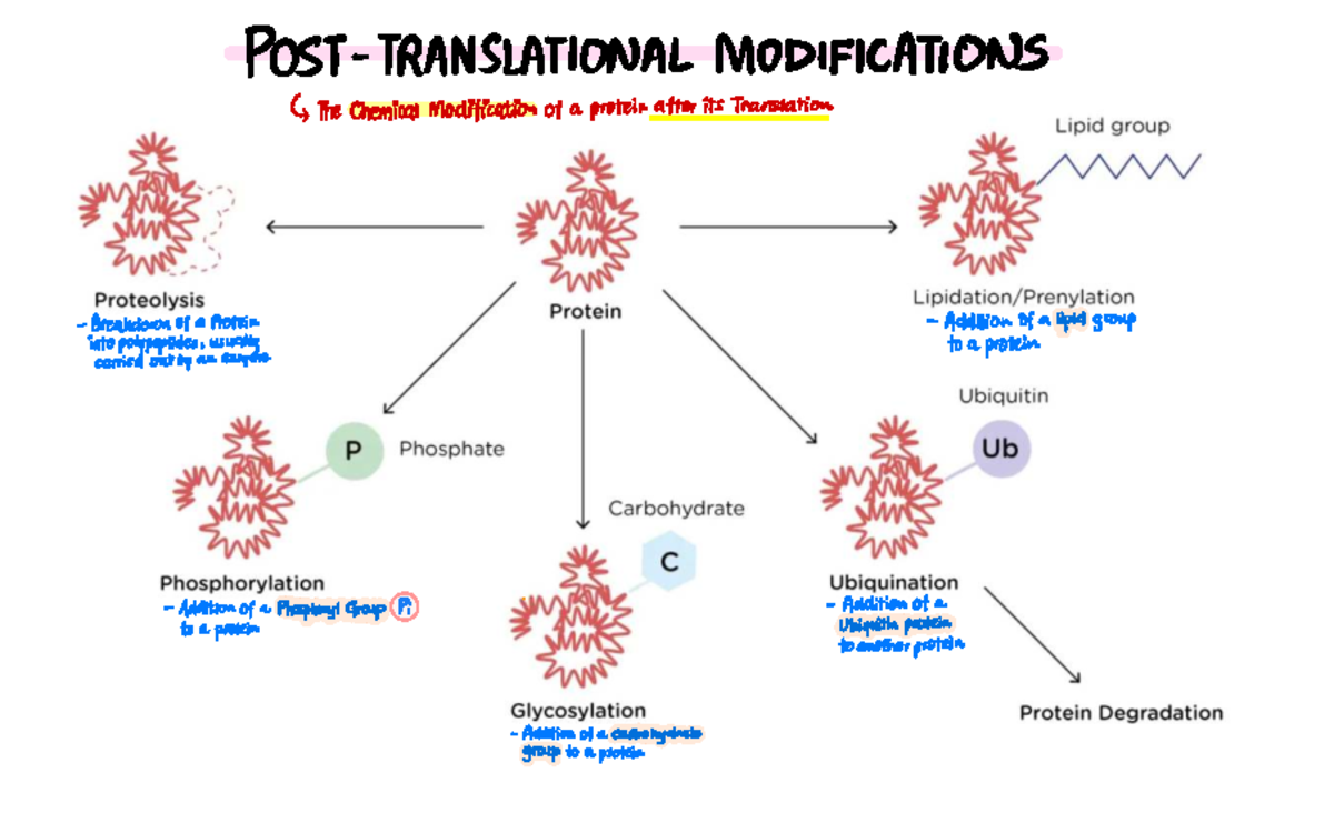 Post Translational Modifications - POST-TRANSLATIONAL MODIFICATIONS 4 ...