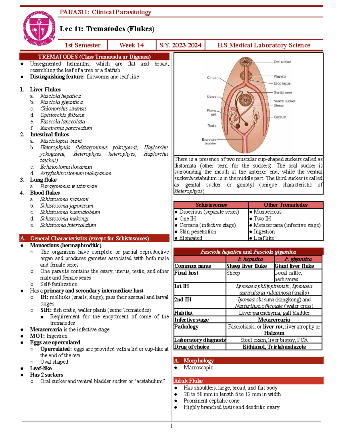 PARA311: Clinical Parasitology Lec 11 - Trematodes (Flukes) Overview ...