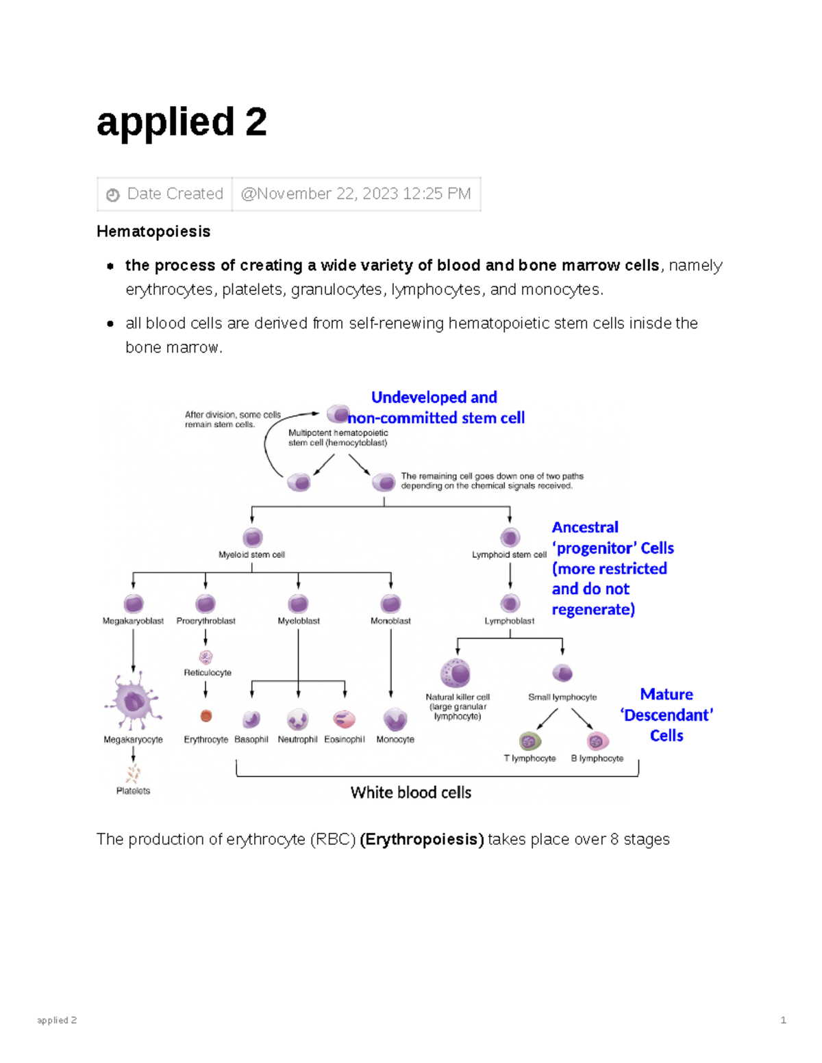 Applied 2: Hematopoiesis and Erythropoiesis Overview - Studocu