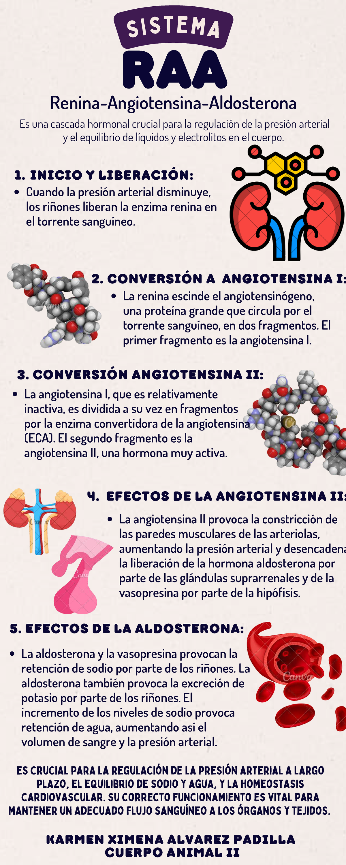 Infografía sobre el Sistema RAA en Regulación Cardiovascular - CUERPO ...