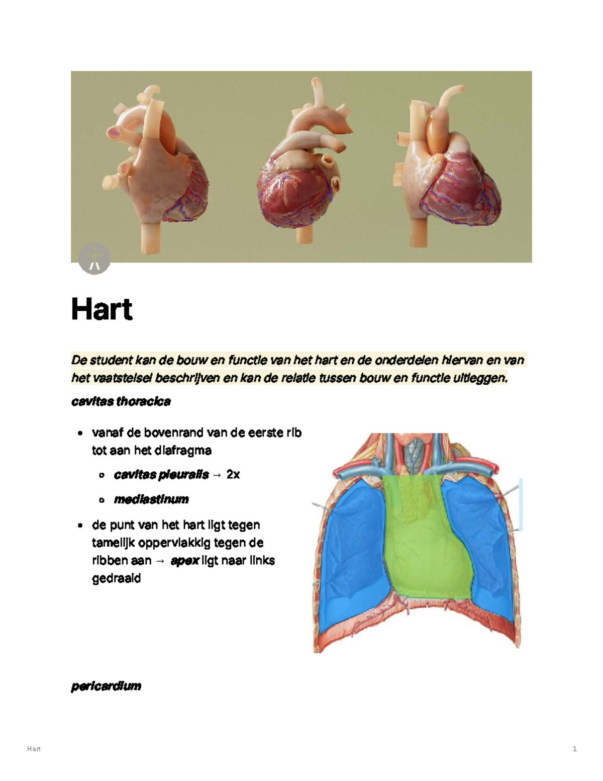 Leerdoelen Hart: Bouw, Functie en Hemodynamica van het Hart - Studeersnel