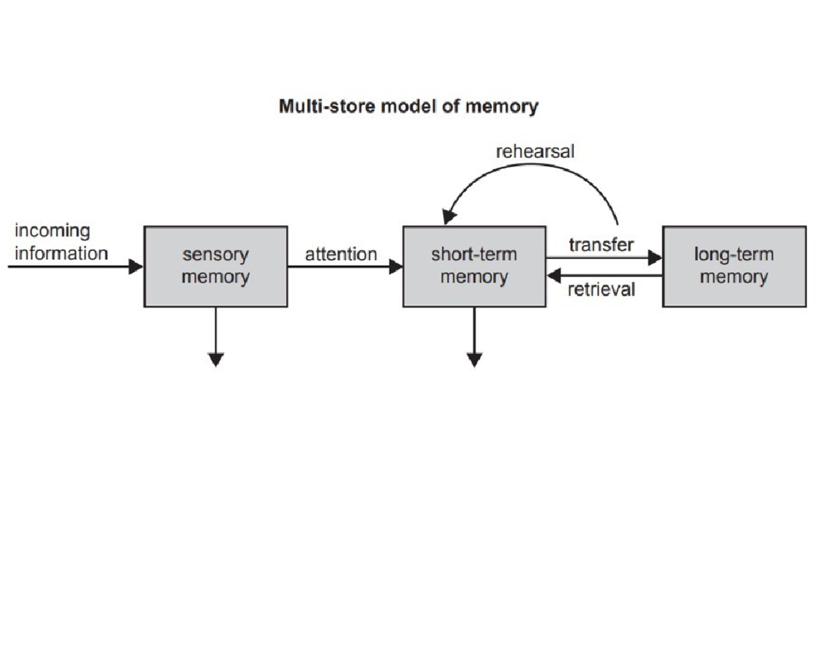 Atkinson shiffirin multi store model - model of memory rehearsal ...