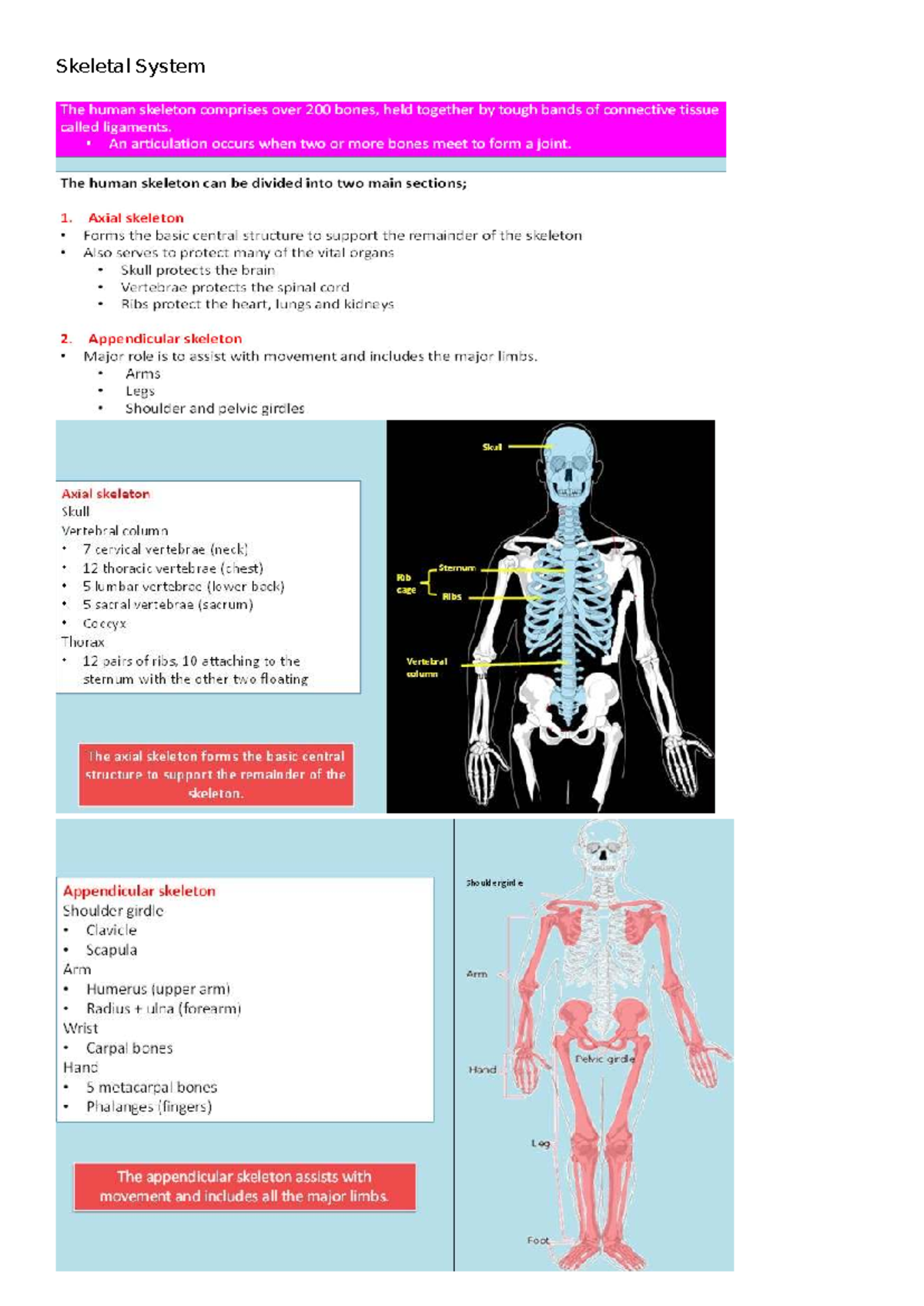 Skeletal System Overview: Axial & Appendicular Structures Explained ...
