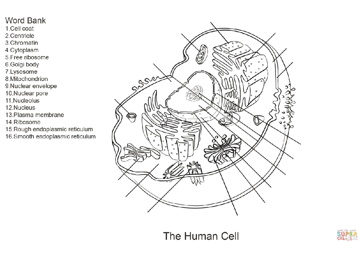 Human cell worksheet coloring pages - Scienze Biologiche - Studocu