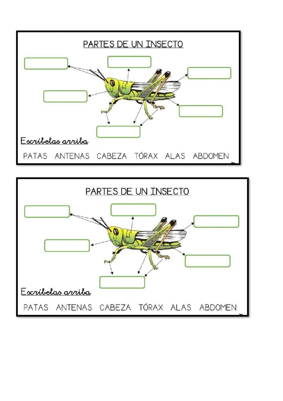 Etiquetar Partes De Un Insecto Insectos. Partes De Su Cuerpo (cabeza