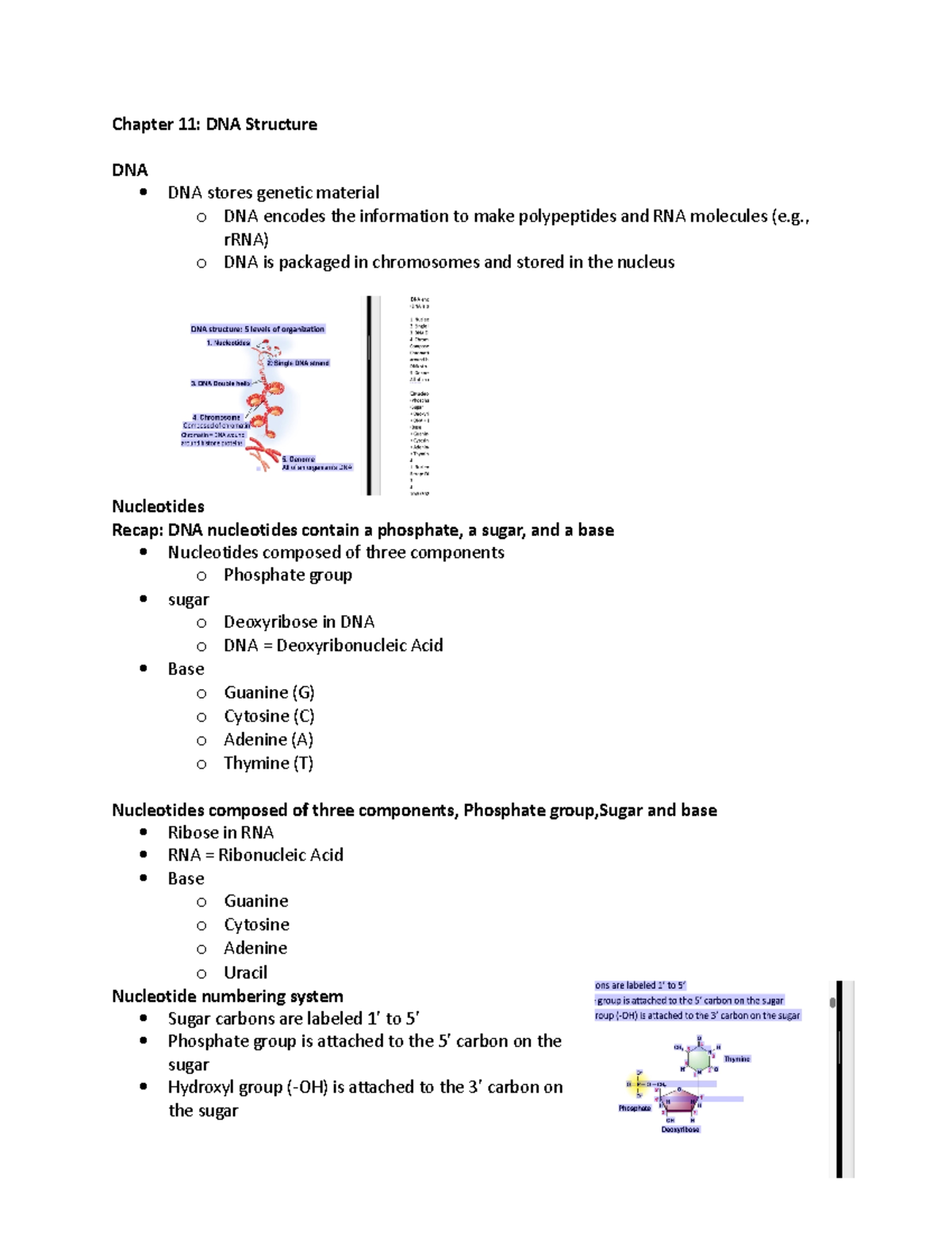 Biology 101: Chapter 11 - DNA Structure & Replication Exam Notes - Studocu