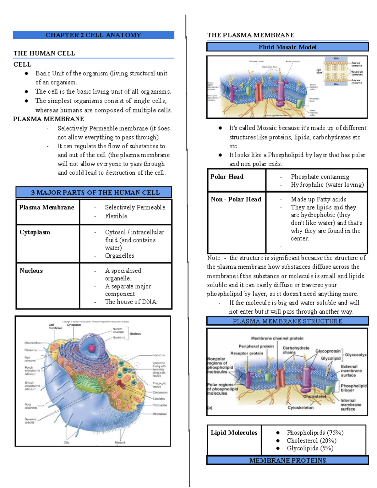 Chapter 2: Human Cell Anatomy and Plasma Membrane Function - Studocu