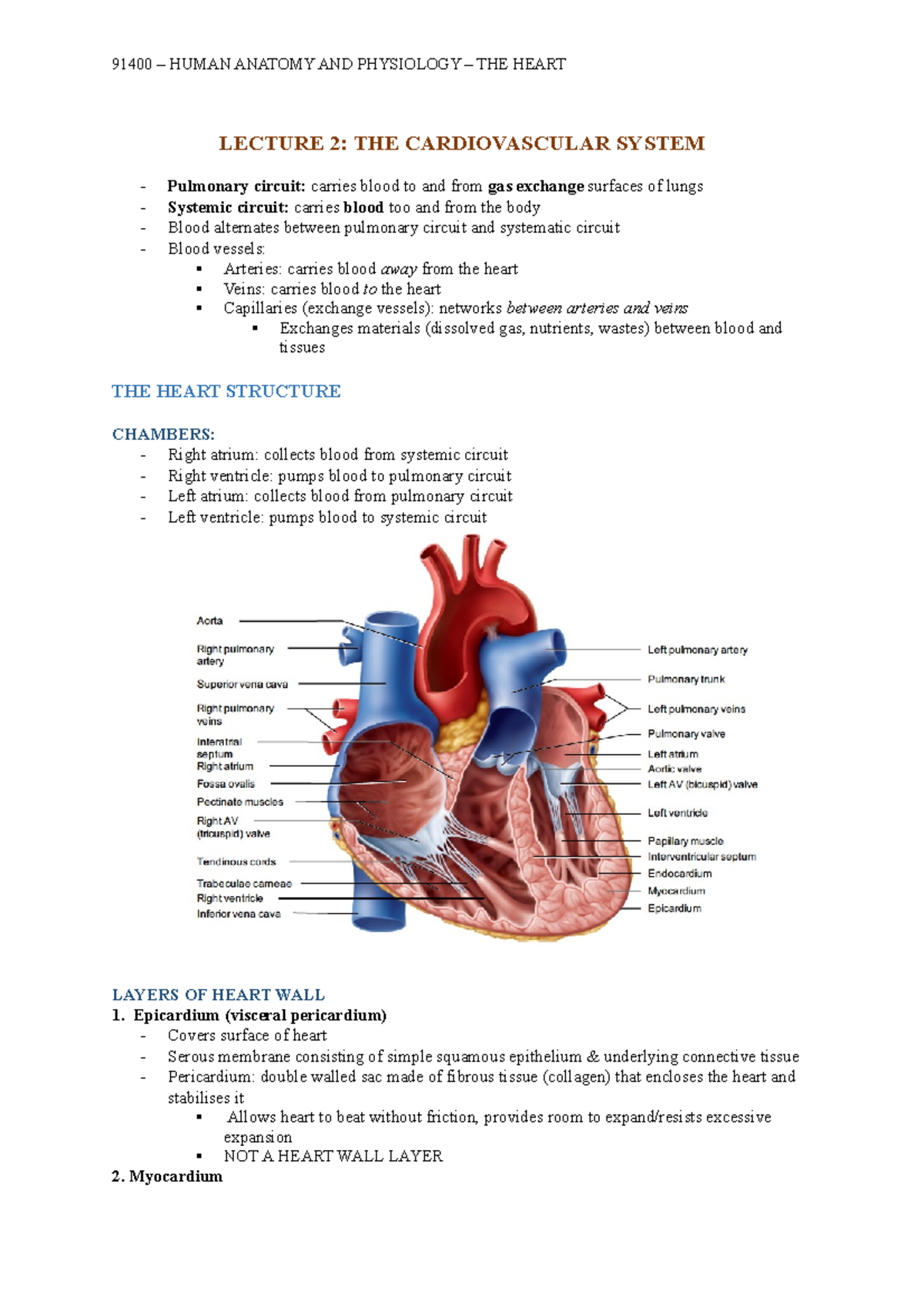 91400 Human Anatomy and Physiology: Cardiovascular Lecture Notes 2-4 ...