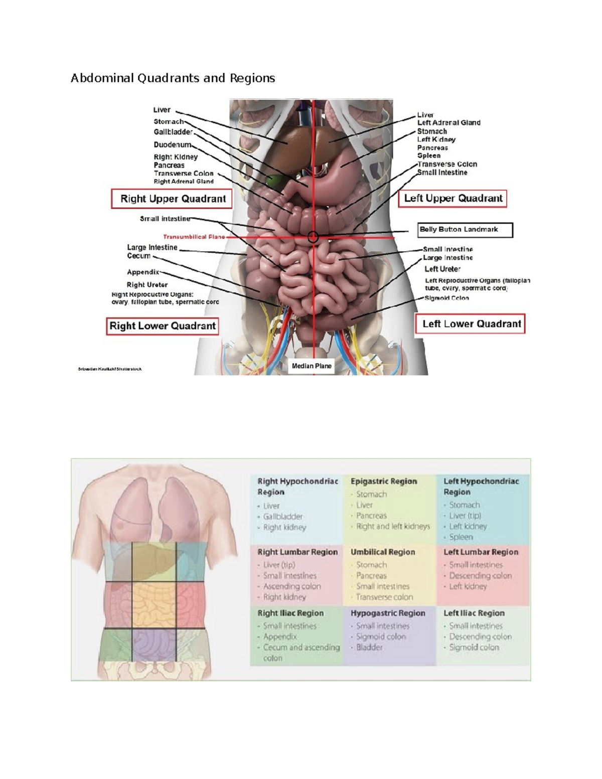 Body Quadrants And Organs Labeled