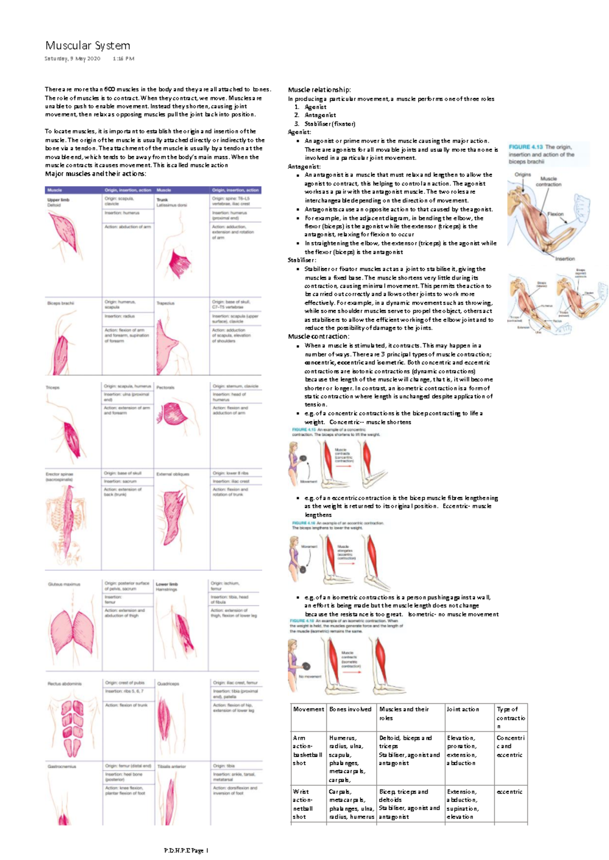 Muscular System: Key Functions, Muscle Actions, and Contractions - Studocu