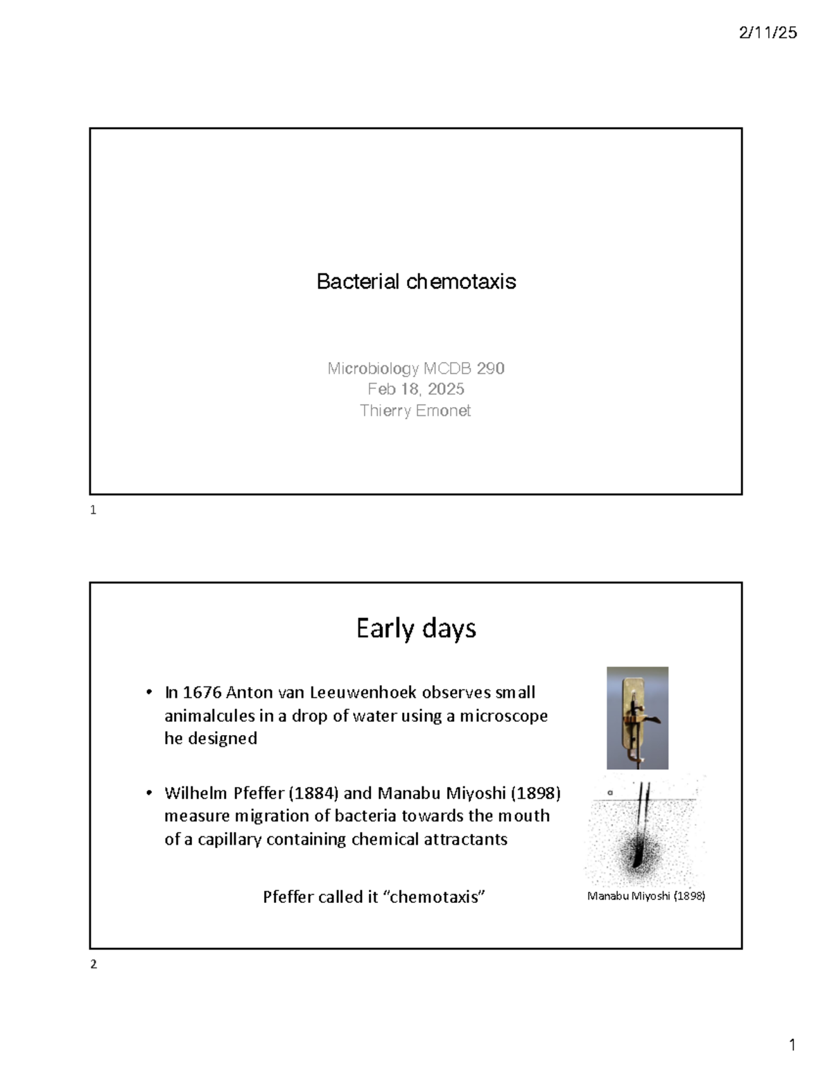 Bacterial Chemotaxis: Understanding E. coli Movement and Navigation ...