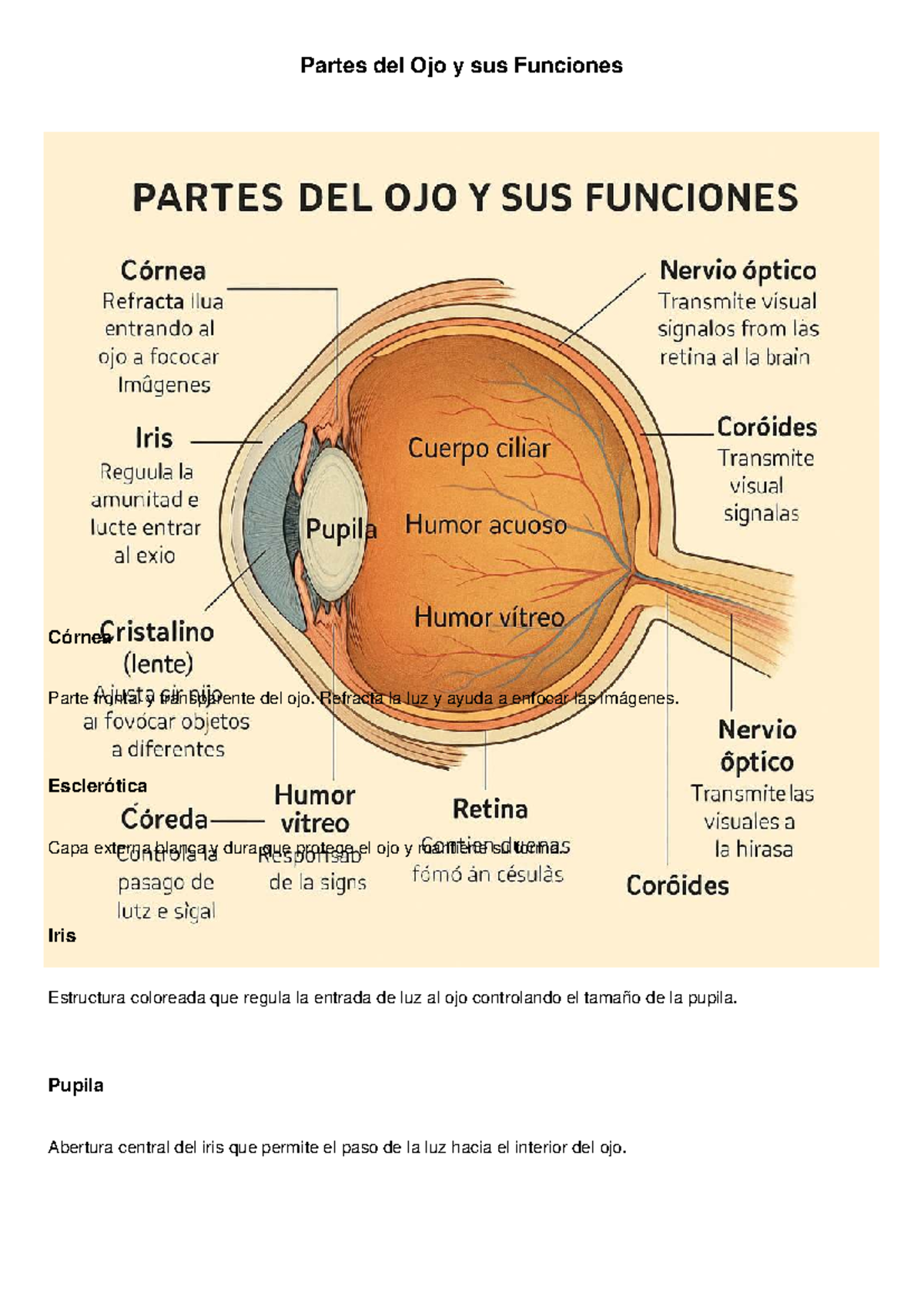 Las Partes Del Ojo Humano Y Sus Funciones Vision 1140x655